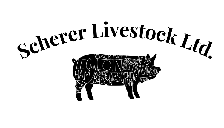 Pig